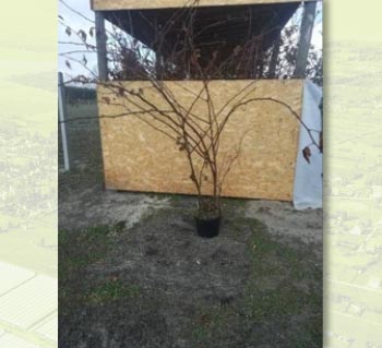 razsad-kapina-filedstone-10 Разсади  - Къпини - първокачествен разсад