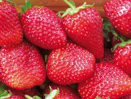 Офис Razsadi.Com