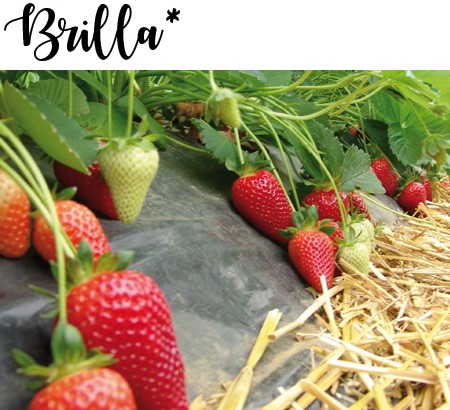 brilla-coviro-razsadi Разсади ягоди