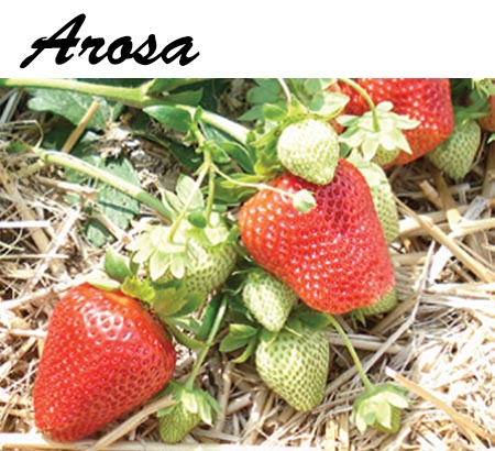 -yagodi-sort-Arosa-mazzoni Разсади ягоди