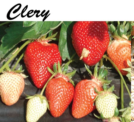-yagodi-sort-Clery-mazzoni Разсади ягоди