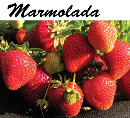 -yagodi-sort-Marmolada-mazzoni Разсади ягоди