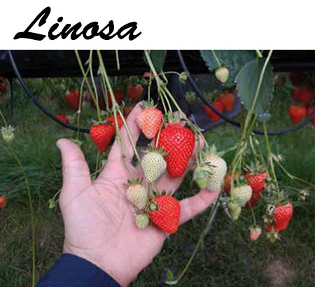 razsad-yagodi-sort-Linosa Разсади - Разнообразни сортове