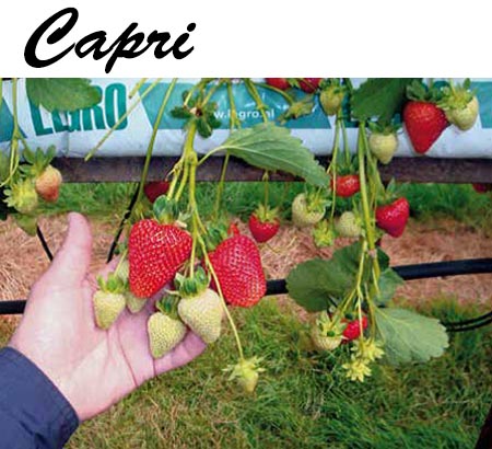 razsad-yagodi-sort-capri Разсади - Разнообразни сортове