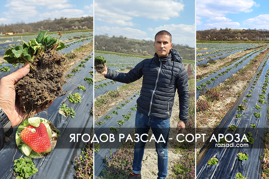 Разсад ягоди от сорт Ароза