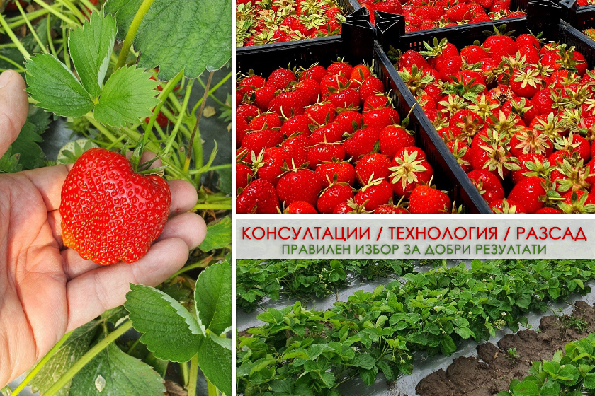Ягодови насаждения - Избор и резултати