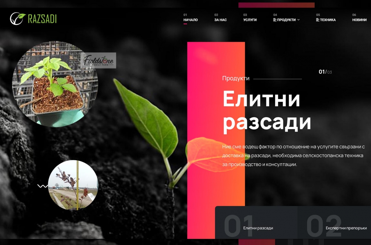 Разсад боровинки и къпини