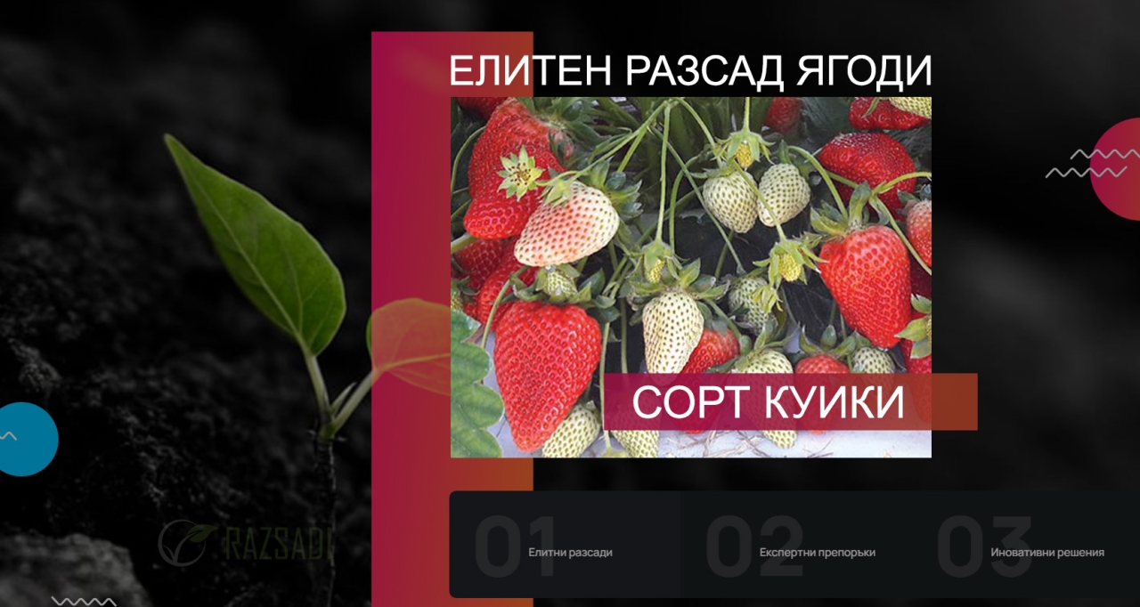СОРТ КУИКИ