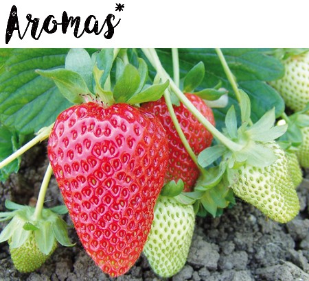 yagodi-aromas-coviro Разсади - Разнообразни сортове